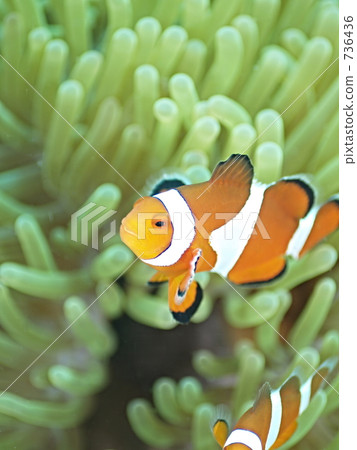 Amphiprion percula (Crown Anemone Fish) 736436