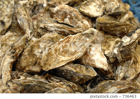 Oyster Oyster 736463