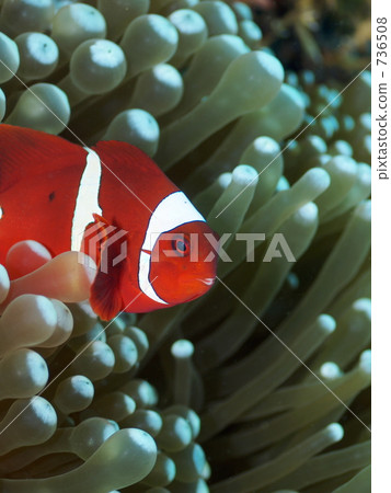 Spinecheek anemonefish (Spine Cheek Anemone Fish) 736508