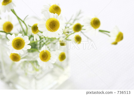 Chamomile Ⅱ 736513