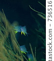 Golden damselfish (Yamabuki sparrow 736516