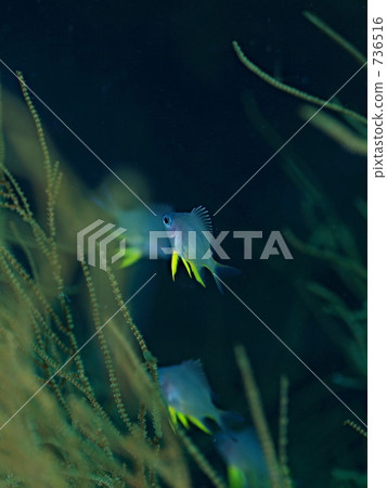 金色雀鯛（Yamabuki麻雀 736516