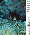 Amblyglyphidodon aureus (Yamabuki sparrow) 736517