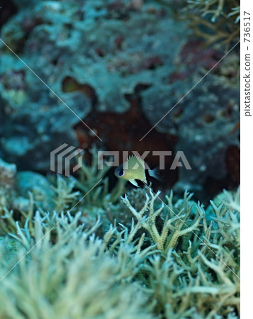 Amblyglyphidodon aureus（Yamabuki麻雀） 736517