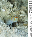 Randall's shrimp goby (Nitilin Dutehase) 736518