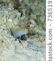 Randall's shrimp goby (Nitilin Dutehase) 736519