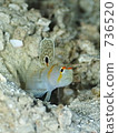 Randall's shrimp goby (Nitilin Dutehase) 736520