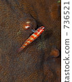 goby, wax tree, apo island 736521