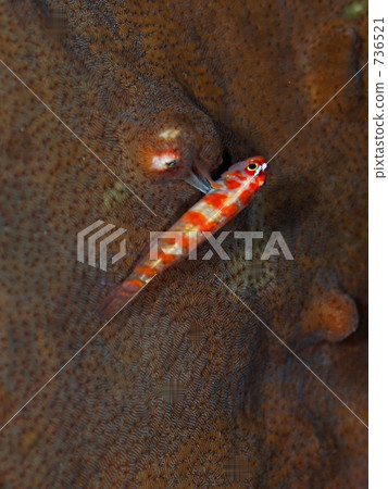 goby, wax tree, apo island 736521