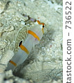 Randall's shrimp goby (Nitilin Dutehase) 736522