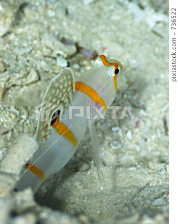 Randall's shrimp goby (Nitilin Dutehase) Randall's shrimp goby (Nitilin Dutehase) 736522