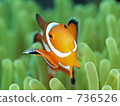 Amphiprion ocellaris (clown anemonefish 736526