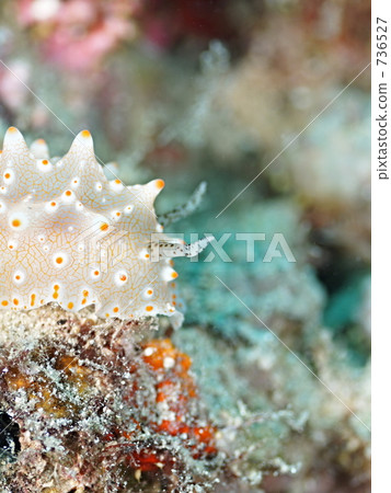 GOLD - SPOTTED HALGERDA(時尚比賽馬 GOLD - SPOTTED HALGERDA(時尚比賽馬 736527