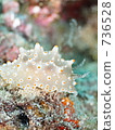 GOLD - SPOTTED HALGERDA (Fashionable Competition Horse 736528