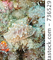 GOLD - SPOTTED HALGERDA (Fashionable Competition Horse 736529
