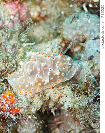 GOLD - SPOTTED HALGERDA(時尚比賽馬 GOLD - SPOTTED HALGERDA(時尚比賽馬 736529