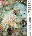 GOLD - SPOTTED HALGERDA (Fashionable Competition Horse 736530