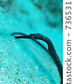 Double-ended pipefish (Wakayaji 736531