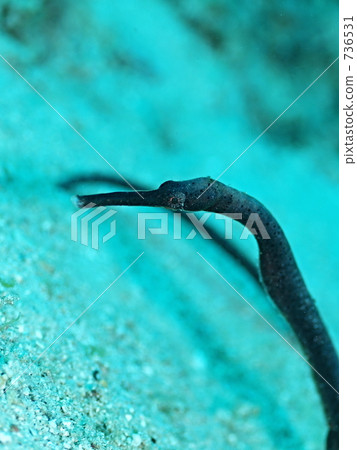 Double-ended pipefish (Wakayaji 736531