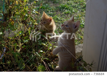 kitty, pussy, cat 736684