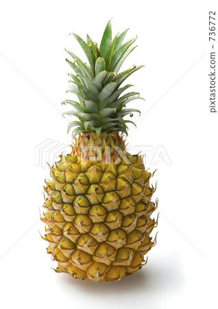 茂物松 茂物松 736772