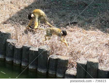 松鼠猴 松鼠猴 736815