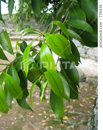 年輕的葉子的伴侶 736836