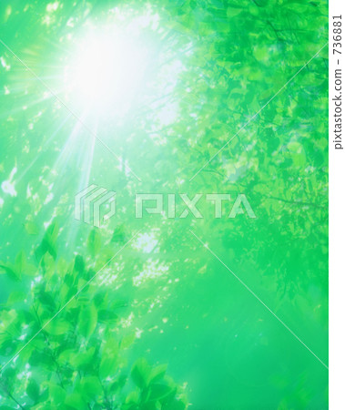 陽光穿過樹林 過濾 翠綠 736881
