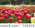 Tulip 736928