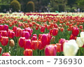 Tulip 736930
