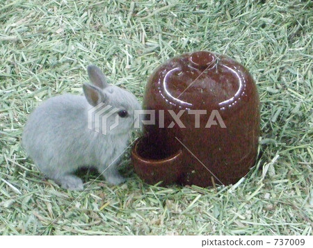 小兔子 小兔子 737009