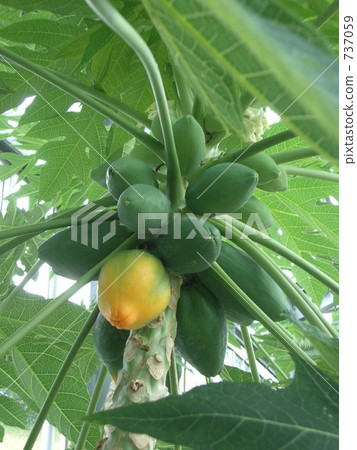 番木瓜 木瓜 水果 737059