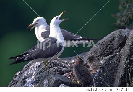 雛鳥 小雞 雞 737136