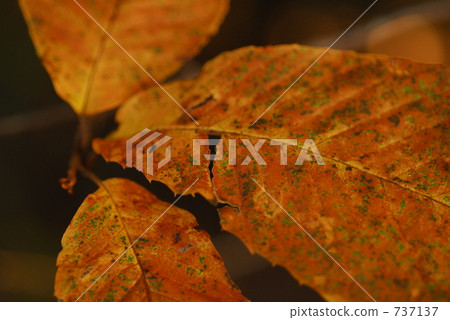 yellow leafe, leaf vein, veins of leaf 737137