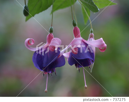 fuchsia, bloom, blossom 737275