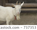 goat  737353