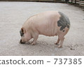 pig 737385