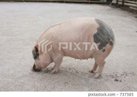 pig 737385