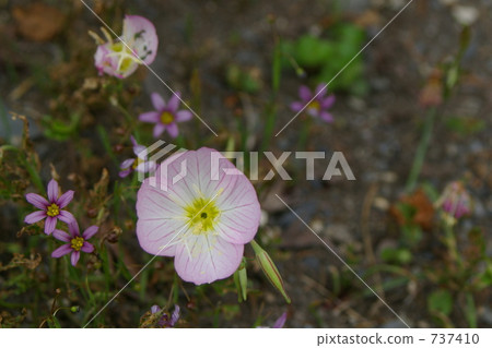 oenothera speciosa, pink evening primrose, pinklady 737410