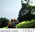 Shiba Inu在公園 737627