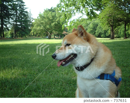 新鮮的綠色和Shiba Inu 737631