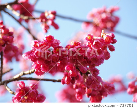 櫻花 櫻花 737701