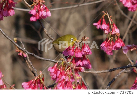 Kanhizakura and white-eye Kanhizakura and white-eye 737705