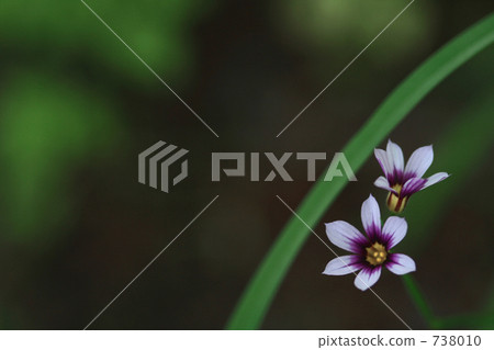 籃眼草 黃花庭菖蒲 花朵 738010