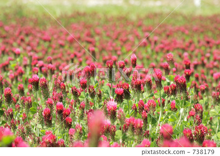 深紅色三葉草 深紅色三葉草 738179