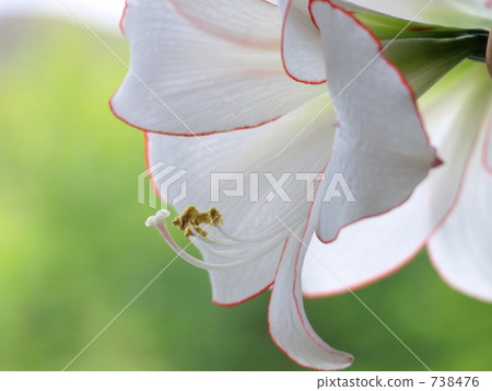 Amaryllis 738476