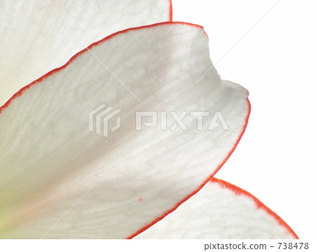 Amaryllis 738478