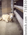 sheep  738530