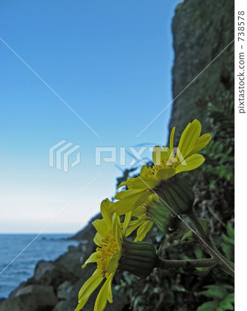 Shimane prefecture Oki - magical cliff and yellow flowers Shimane prefecture Oki - magical cliff and yellow flowers 738578