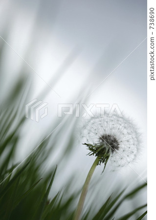 Transparent fluff 738690